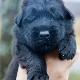 Hazzard - Black male German Shepherd puppy in Canton, Texas from WILDWOOD GERMAN SHEPHERDS