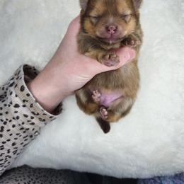 Mandarin (Mandy) - Chocolate sable female Pomeranian puppy in Canandaigua, New York from Fingerlakes Pomeranians