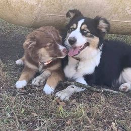 Australian Shepherd Puppies from True Heart Aussies