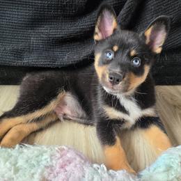 Sosa - Black and white male Pomsky puppy in Omaha, Nebraska from Wolfpack Pomskies