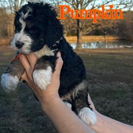 Boy 2 - male Bernedoodle puppy in St. James, Missouri from Backwoods Bernedoodles