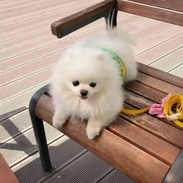 Pomeranian puppies from Quality Poms and Yorkshire Terriers of Las vegas