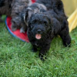 Bergamasco Sheepdog Puppies from Alp Angel Bergamascos