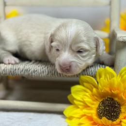 Cream Female 2650 - Cream female Dachshund puppy in Nashville, Arkansas from Whisenhunt Farms