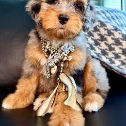 Pale pink - Merle female Bernedoodle puppy in Curtice, Ohio from The Pink Doghouse