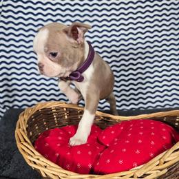 Muffin - Lilac female Boston Terrier puppy in Millers Creek, North Carolina from Tumbling Shoals Hilltop Bostons