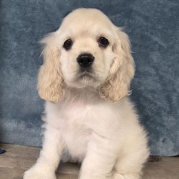 River - Buff male Cocker Spaniel puppy in Greers Ferry, Arkansas from Lake Area Cuddly Cockers