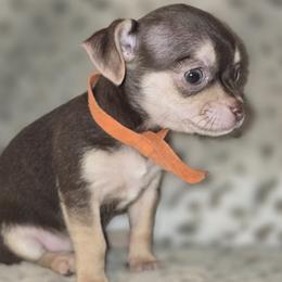 Rusty - Chocolate and tan male Chihuahua puppy in Plainfield, Indiana from Abby's Pampered Pooches