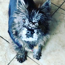 Cairn Terrier All Grown Up from Flyin G Cairns