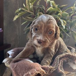 Blaze - Red male Cavapoo puppy in Hesperia, Michigan from Yankee Doodle Dogs
