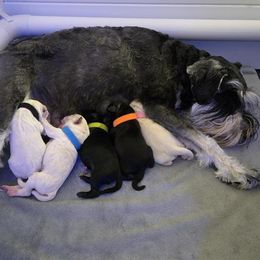 Miniature Schnauzer puppies from SSPuppy - Sophisticated Schnauzers