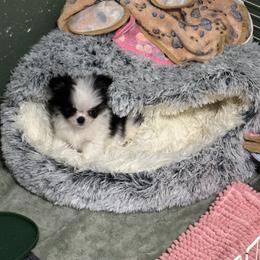 Tinsel - Black and white female Chihuahua puppy in Breese, Illinois from Casey's Chihuahuas