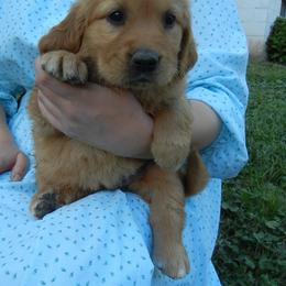 White collar - Dark golden female Golden Retriever puppy in Clermont, Florida from Homeward Bound Goldens