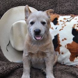 Hank - Red speckled male Australian Cattle Dog puppy in Quapaw, Oklahoma from Hudsons Australian Cattle Dogs