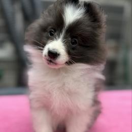 Little Man - Black and white male Shetland Sheepdog puppy in Middleburgh, New York from StoneyAcre