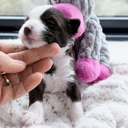 Little - White and chocolate male Chinese Crested puppy in Sacramento, California from Royal Chinese Crested
