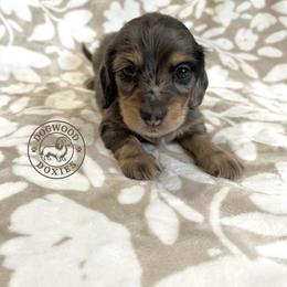 Dachshund Puppies from Dogwood Doxies