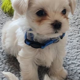 Maltese Puppies from Arizona Maltese Gems