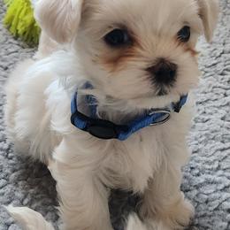 Maltese Puppies from Arizona Maltese Gems