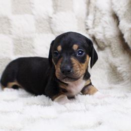 AKC Cider - Black and tan male Dachshund puppy in Christiansburg, Virginia from Little Legs Luxury Dachshunds