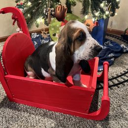 Basset Hound Puppies from Wee Little Bassets