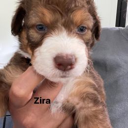 Aussiedoodle and Australian Shepherd Puppies from Loving Puppy Paws Kennel