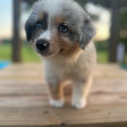 Rocky - Blue merle male Miniature Australian Shepherd puppy in Doddridge, Arkansas from Huddleston Farm
