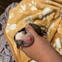 Avril - Blue merle female Miniature Australian Shepherd puppy in Greer, South Carolina from DRS Mini Australian Shepherds