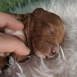 Girl 1 - female Cavapoo puppy in Centerton, Arkansas from Velvet Paws Cavapoos