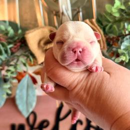 Griselda - Cream female French Bulldog puppy in Washington, Pennsylvania from Crooked Pine French Bulldogs