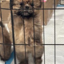 Shih Tzu Puppies from Staci Fidler