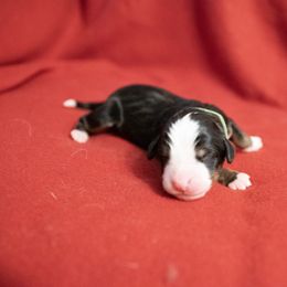 Babe - Black rust and white Bernese Mountain Dog puppy in Pisgah Forest, North Carolina from Holly Hill Berners