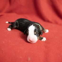 Babe - Black rust and white Bernese Mountain Dog puppy in Pisgah Forest, North Carolina from Holly Hill Berners