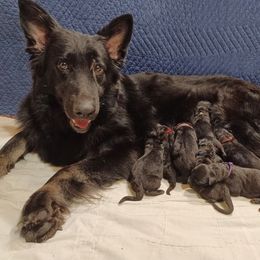 Shiloh Shepherd Puppies from Orchard Hills Shilohs