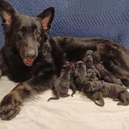 Shiloh Shepherd Puppies from Orchard Hills Shilohs