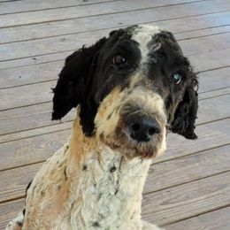 AsparaGus - Goldendoodle