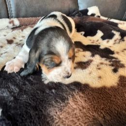 Margret - Black brown and white female Basset Hound puppy in Maryland from Grind Stone Breeding Kennels