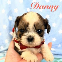 Danny - Red and white male Shih Tzu puppy in Hemet, California from Aloha Shih Tzu