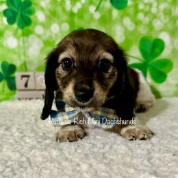 Boy one - Brindle male Dachshund puppy in Lakeland, Florida from Ruthie’s Rich Mini Dachshunds