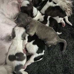 Shih Tzu puppies from Sunshine Shih Tzus