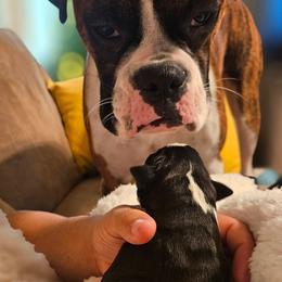 Bae Olive - Boxer