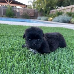 Sleepy - Black and white female Shih Tzu puppy in Porterville, California from Moore Shih Tzus