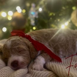 Faith - Cream female Assorted Doodle Crosses puppy in West Monroe, Louisiana from Southern Haven Doodles