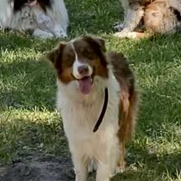 Chili - Australian Shepherd
