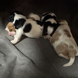 Cavalier King Charles Spaniel Puppies from Blue Ridge Cavaliers