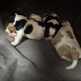 Cavalier King Charles Spaniel Puppies from Blue Ridge Cavaliers