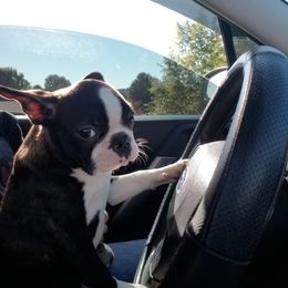 Boston Terrier Puppies from Blue Ridge Boston Terriers