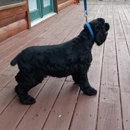 Max - Cocker Spaniel