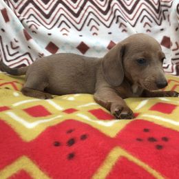 Dachshund Puppies from Mohawk Creek Dachshunds