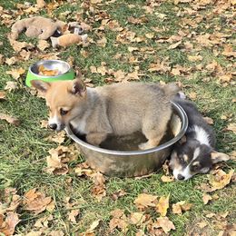 American Corgi Puppies from Whitecreek Corgis of Columbus, IN